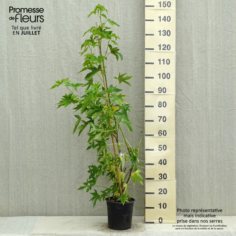 Liquidambar styraciflua Worplesdon - American Sweetgum 4L/5L pot sample as delivered in summer