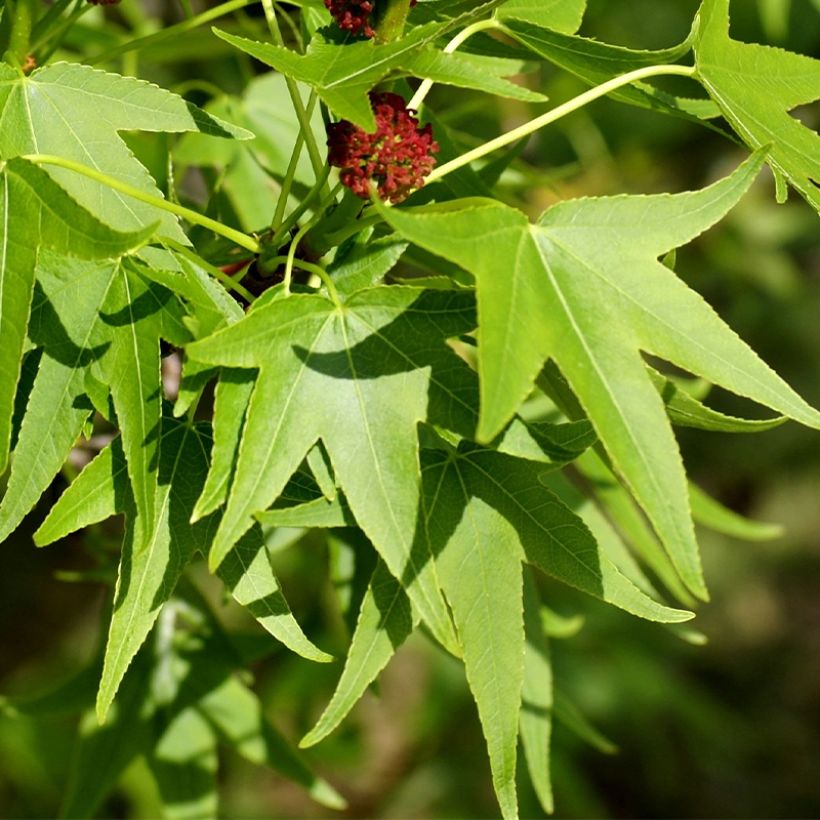 Liquidambar styracyflua Stella - American Sweetgum (Foliage)