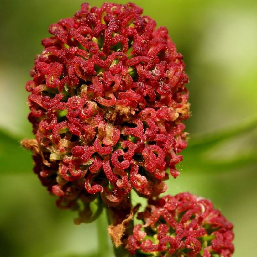 Liquidambar styracyflua Stella - American Sweetgum (Flowering)