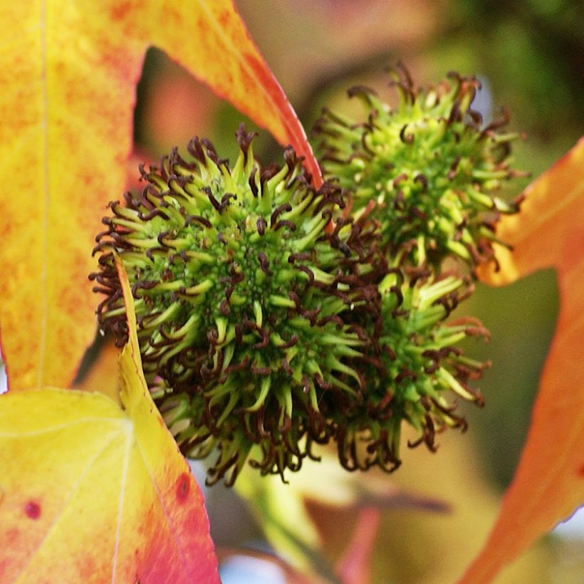 Liquidambar styracyflua Stella - American Sweetgum (Harvest)