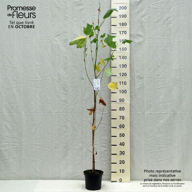 Liriodendron tulipifera Aureomarginatum - Tulip Tree 3L/4L pot sample as delivered in autumn