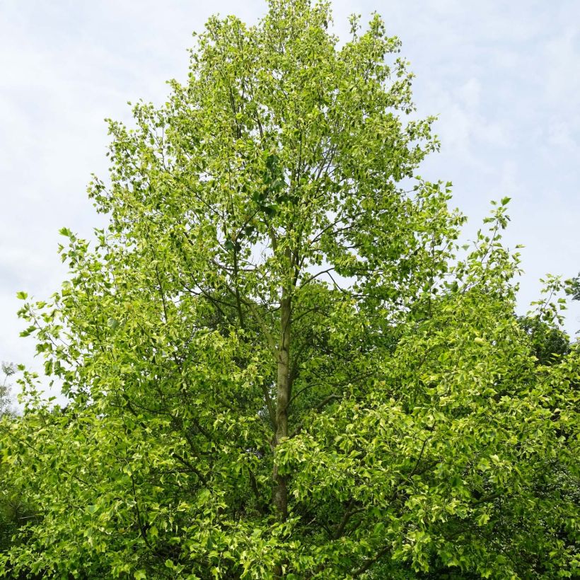 Liriodendron tulipifera Aureomarginatum (Plant habit)