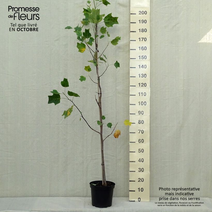 Liriodendron tulipifera Aureomarginatum - Tulip Tree 7.5L/10L pot sample as delivered in autumn