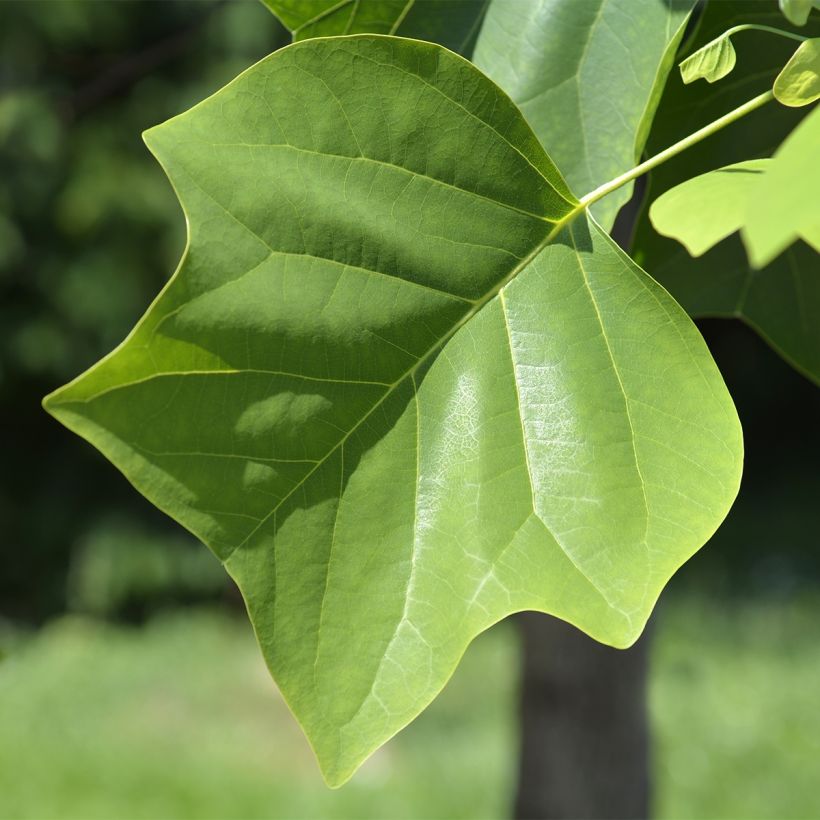 Liriodendron tulipifera Edward Gursztyn - Tulip Tree (Foliage)