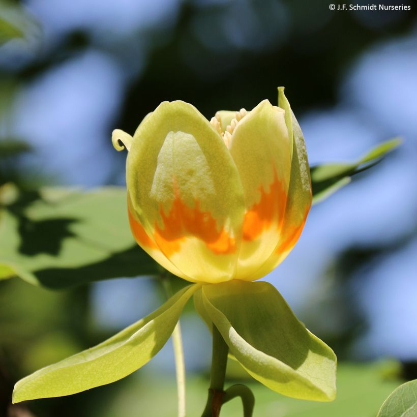 Liriodendron tulipifera Fastigiatum - Tulip Tree (Flowering)