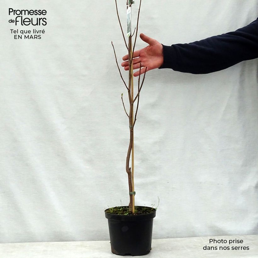 Liriodendron tulipifera Fastigiatum - Tulip Tree 4L/5L pot sample as delivered in spring