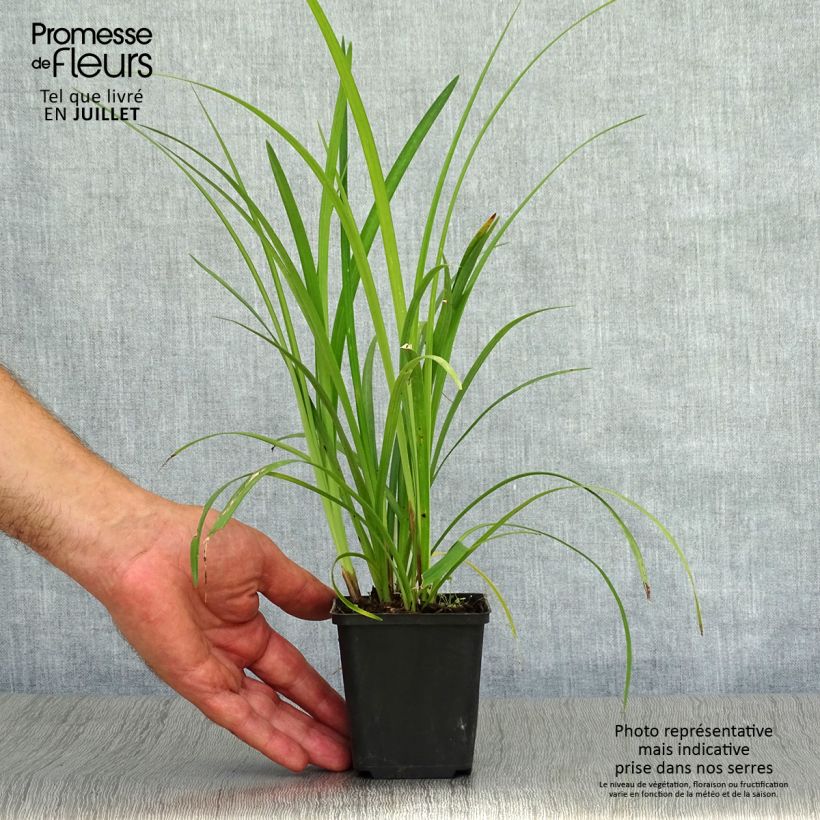Liriope muscari Super Blue 8/9 cm pot sample as delivered in summer