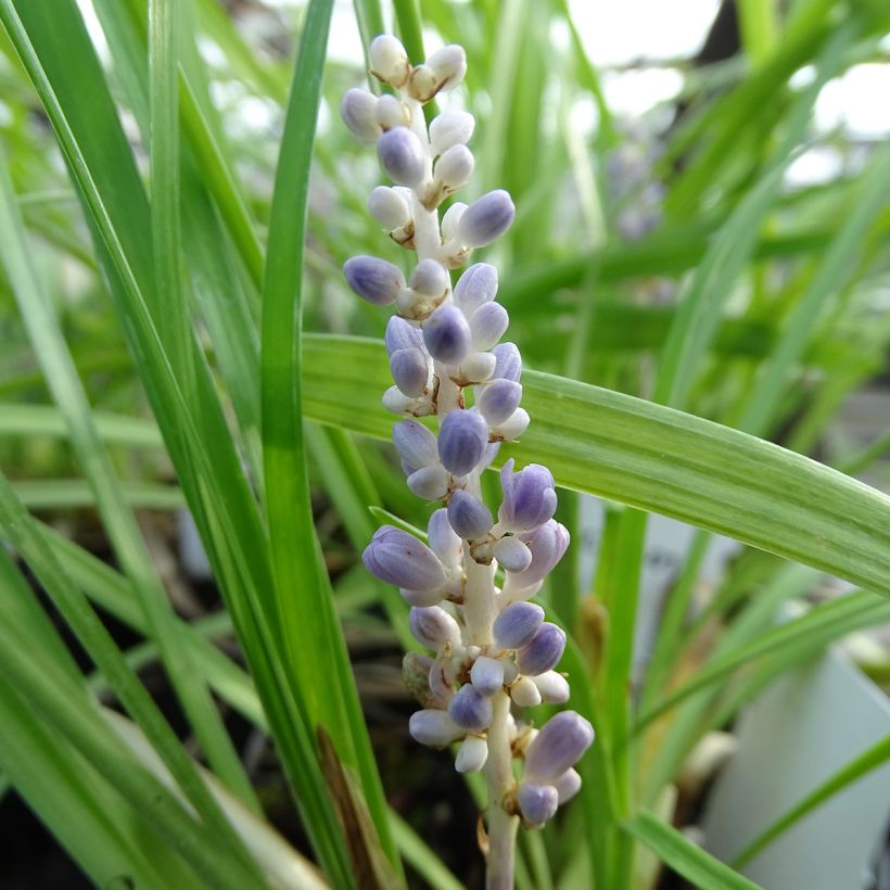 Liriope muscari (Flowering)