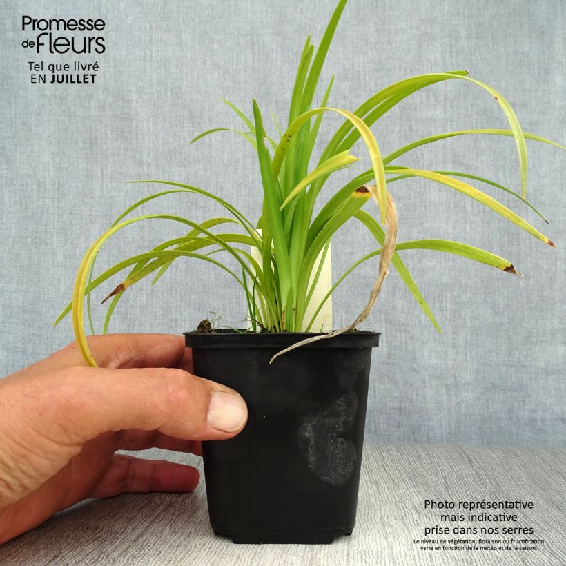 Liriope muscari Evergreen Giant 8/9 cm pot sample as delivered in summer