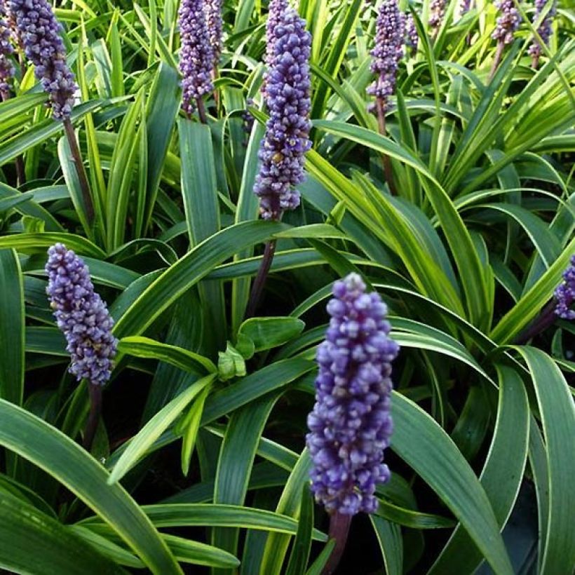 Liriope muscari Gold Banded (Foliage)