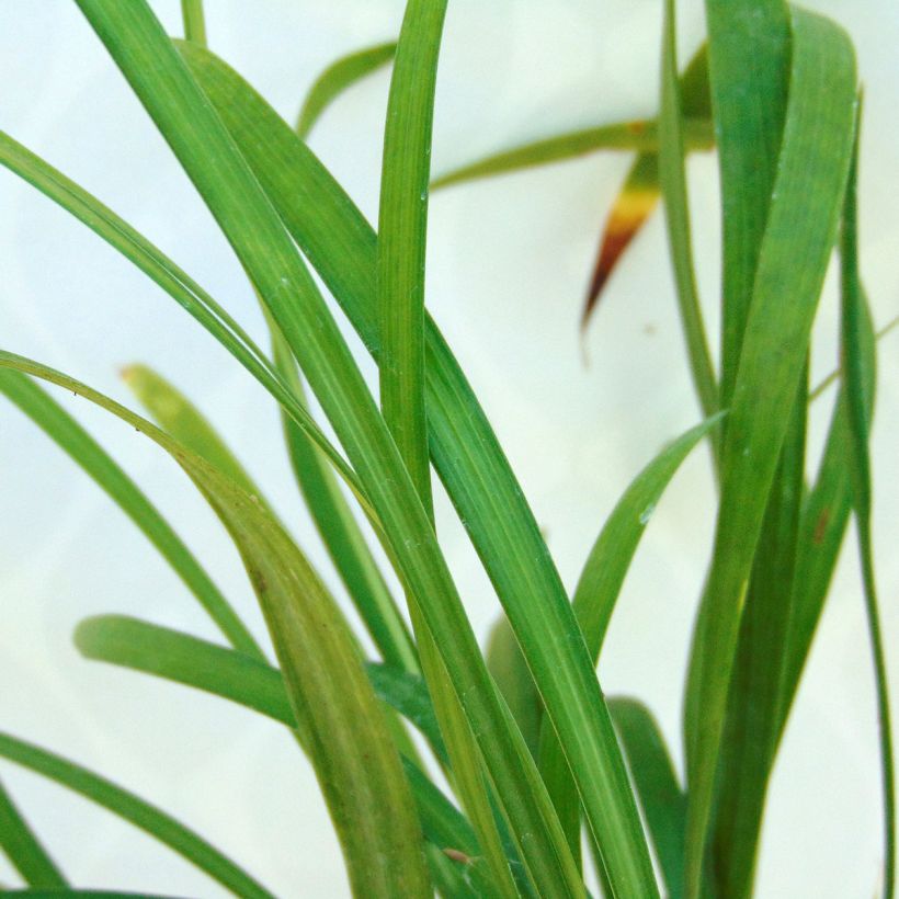 Liriope muscari Ingwersen (Foliage)