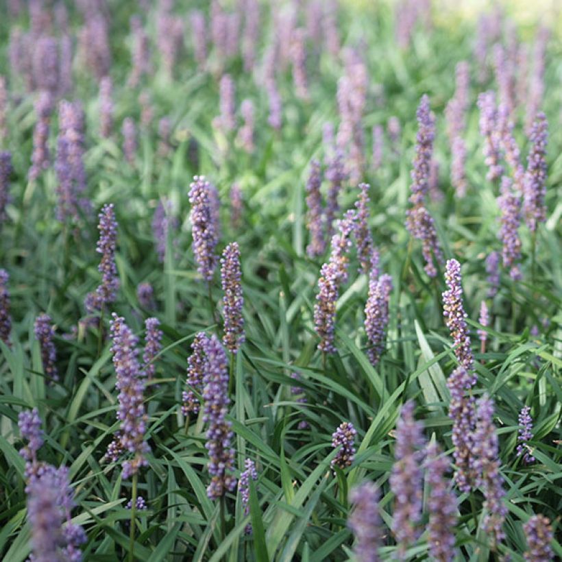 Liriope muscari Ingwersen (Flowering)