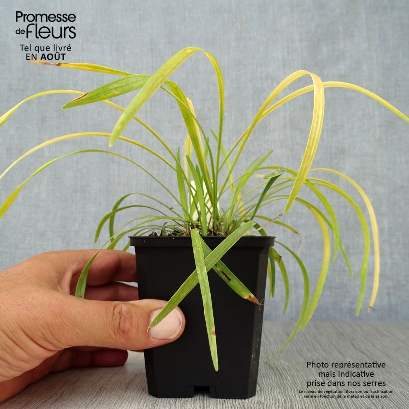 Liriope muscari Ingwersen 8/9 cm pot sample as delivered in summer