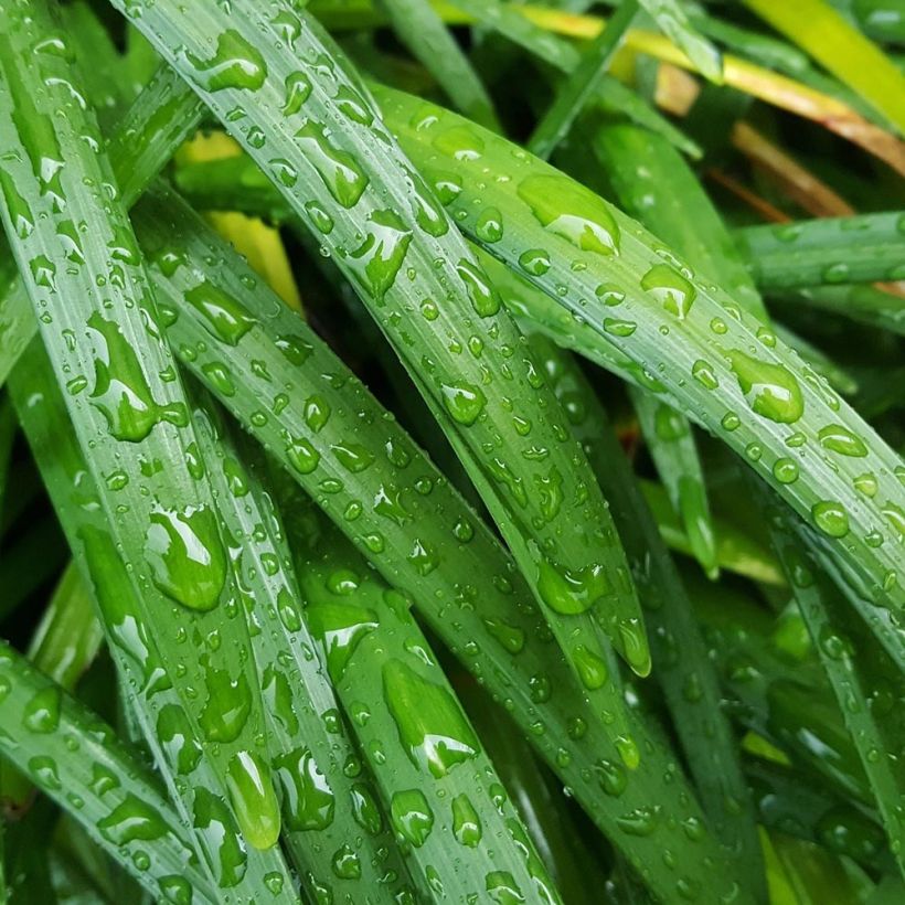 Liriope muscari Majestic (Foliage)