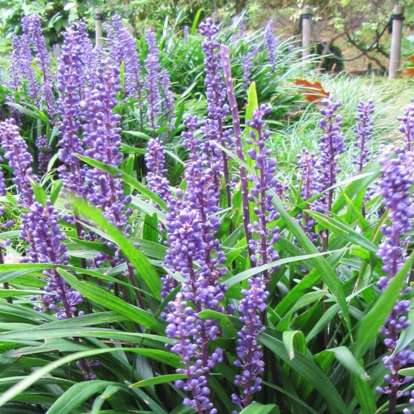 Liriope muscari Majestic (Flowering)