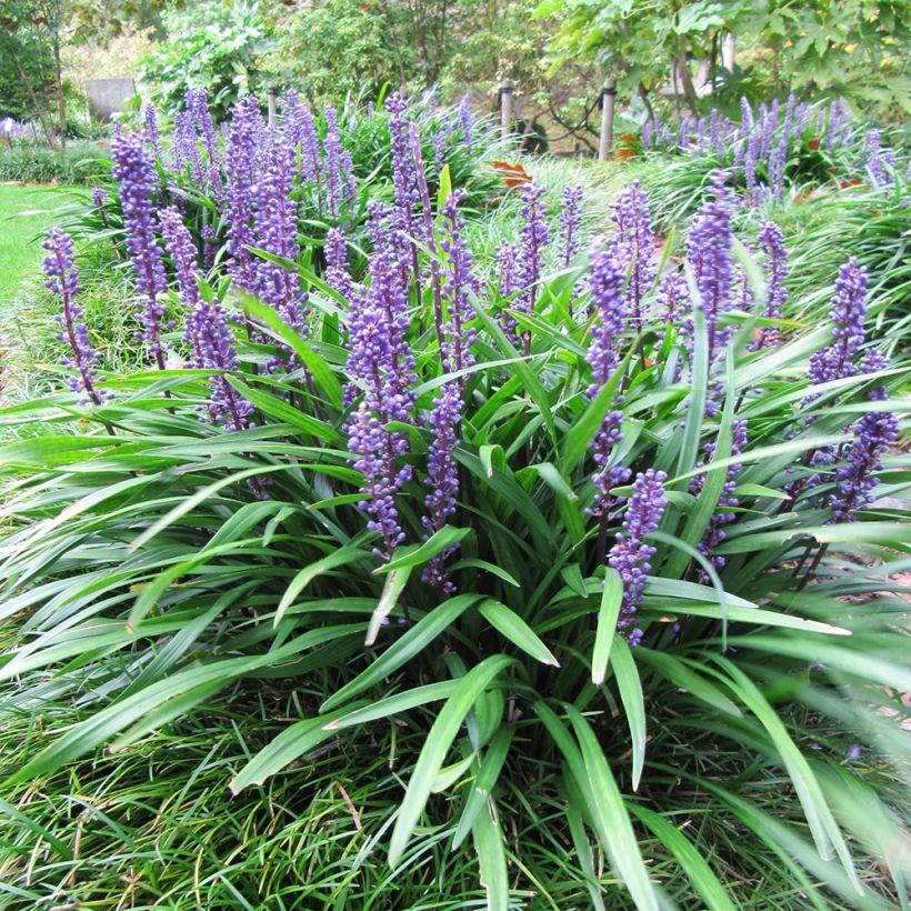 Liriope muscari Majestic (Plant habit)