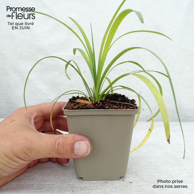 Liriope muscari Majestic 8/9 cm pot sample as delivered in summer
