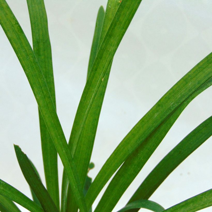 Liriope muscari Monroe White (Foliage)