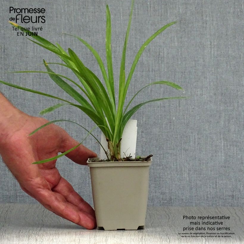 Liriope muscari Monroe White 8/9 cm pot sample as delivered in summer