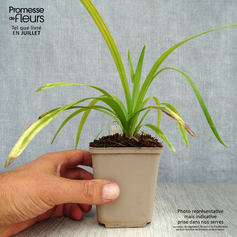 Liriope muscari Royal Purple 8/9 cm pot sample as delivered in summer