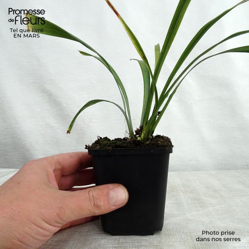 Liriope muscari Royal Purple sample as delivered in spring