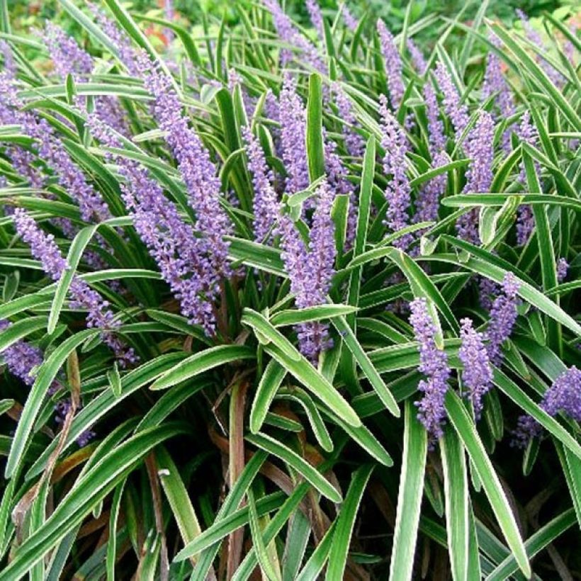 Liriope muscari Variegata (Foliage)