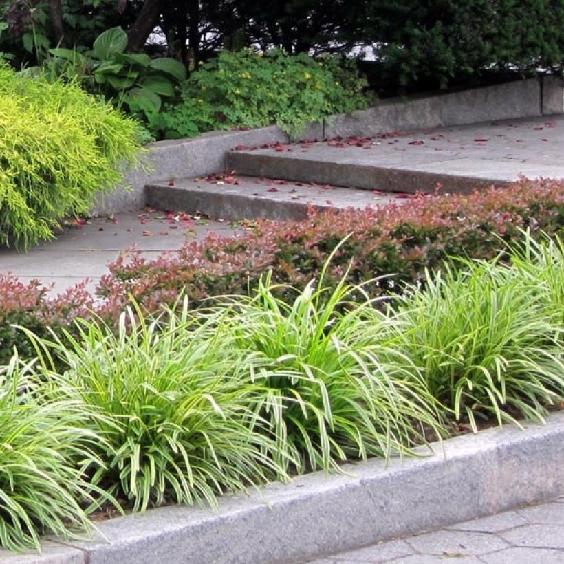 Liriope muscari Variegata (Plant habit)