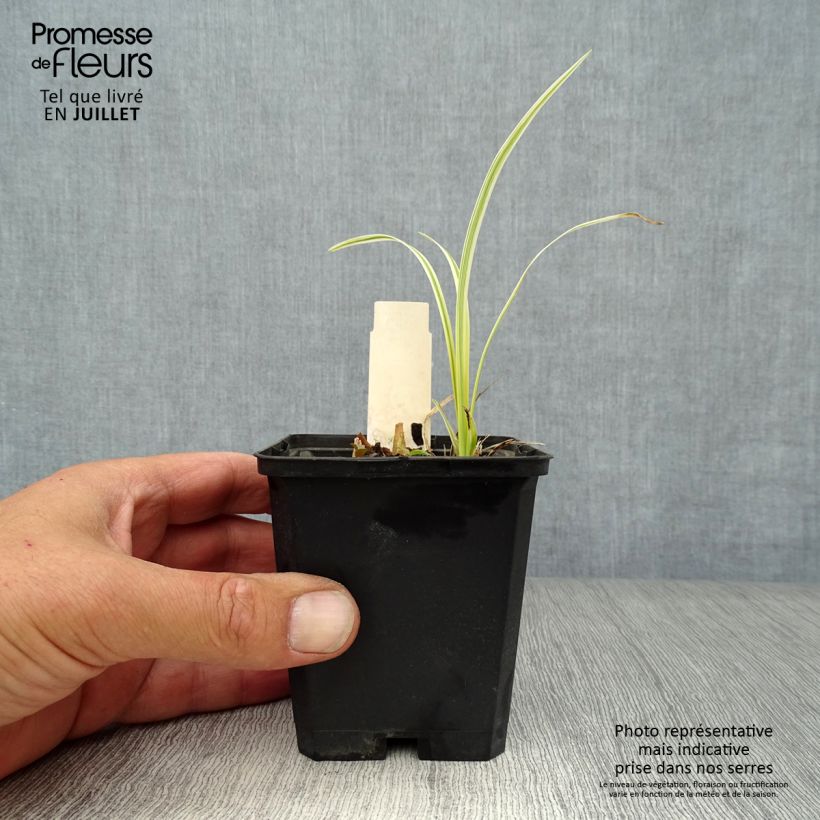 Liriope muscari Variegata 8/9 cm pot sample as delivered in summer