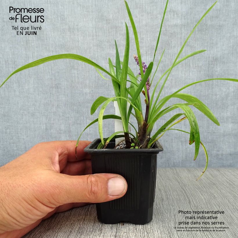 Liriope muscari 8/9 cm pot sample as delivered in summer