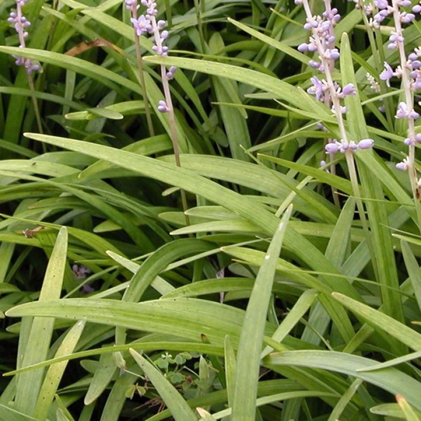 Liriope spicata (Foliage)