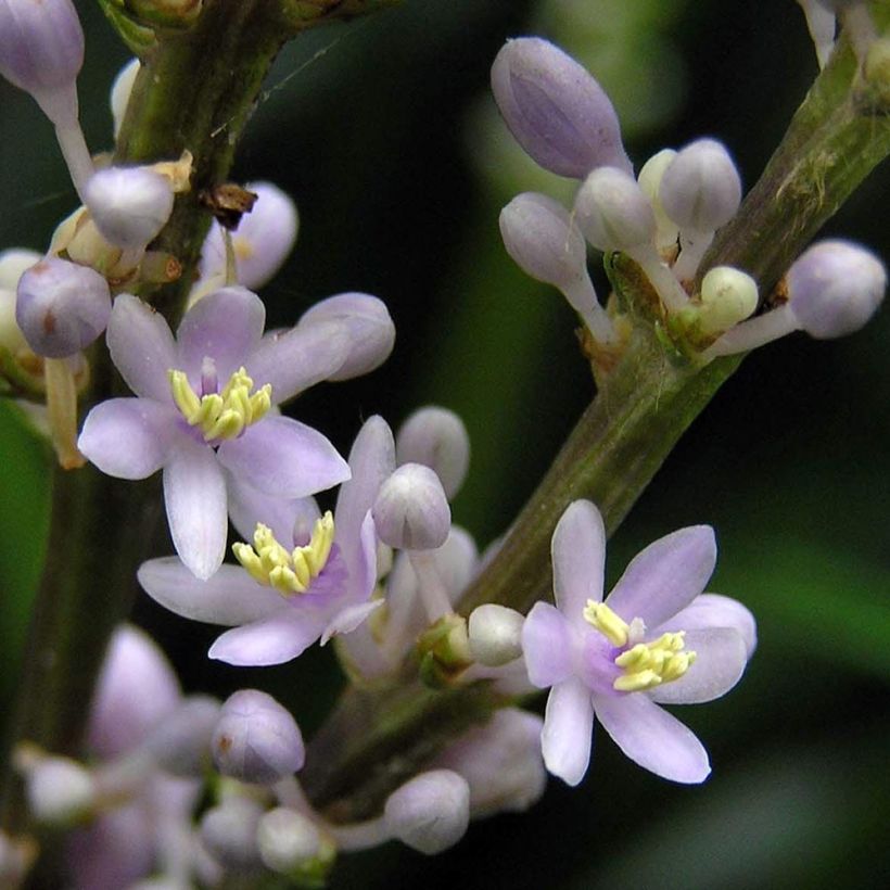 Liriope spicata (Flowering)