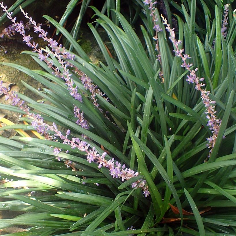 Liriope spicata (Plant habit)