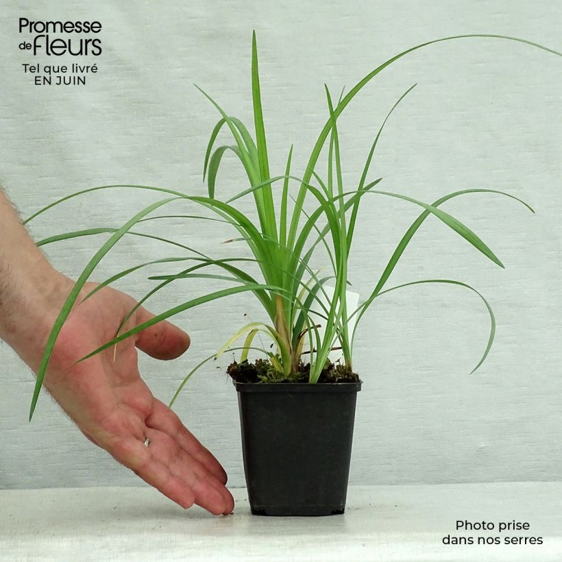 Liriope spicata 8/9 cm pot sample as delivered in summer
