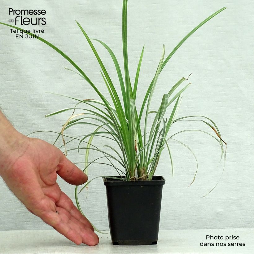 Liriope spicata Silver Dragon 8/9 cm pot sample as delivered in summer