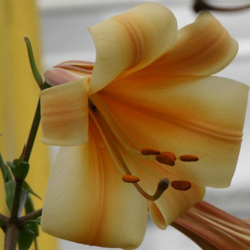 Lilium African Queen - Lily (Flowering)
