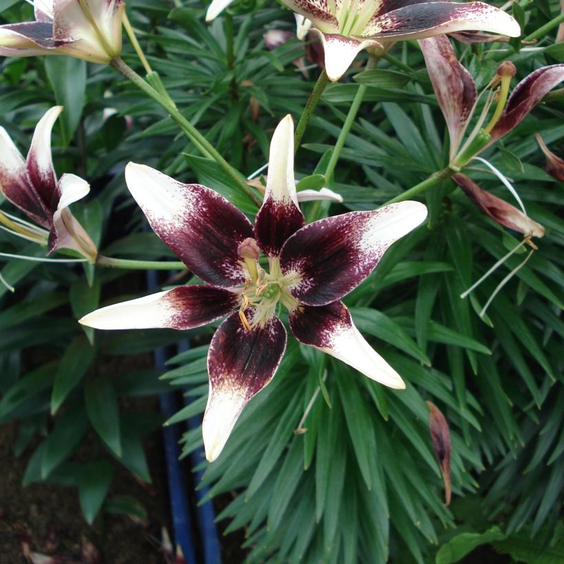 Lilium Netty's Pride (Flowering)