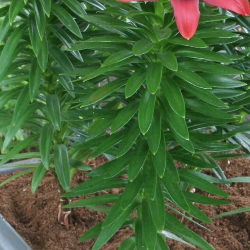 Lilium New red asiatic seedling (Foliage)