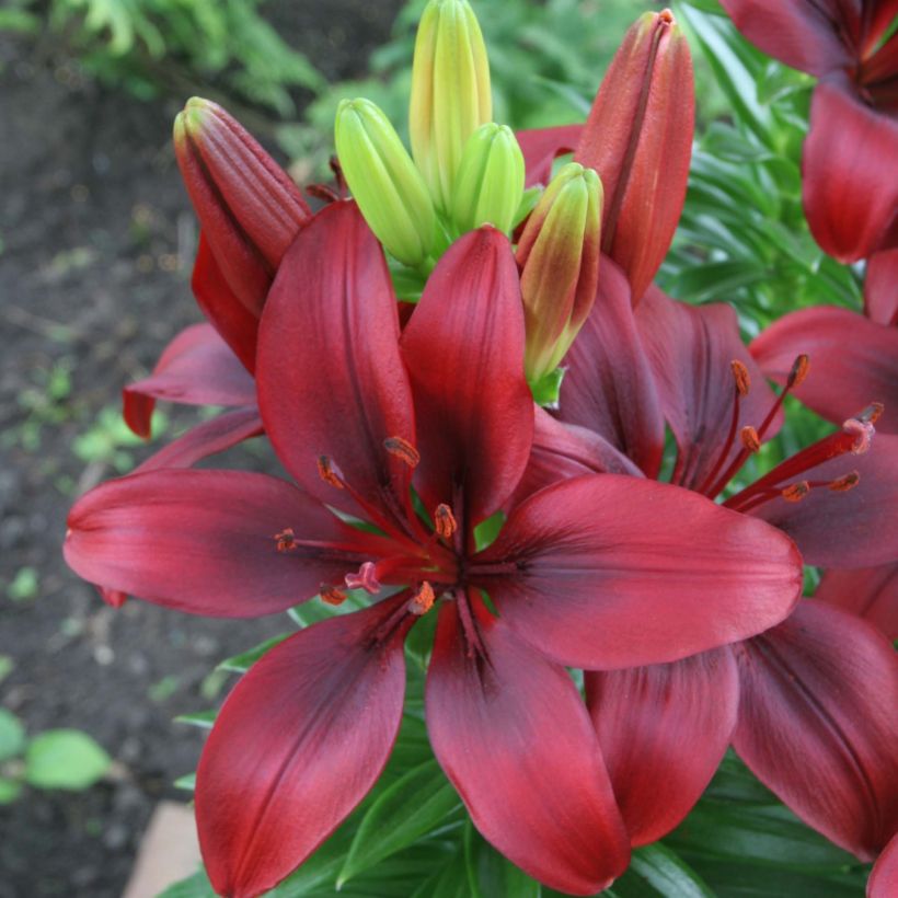 Lilium New red asiatic seedling (Flowering)