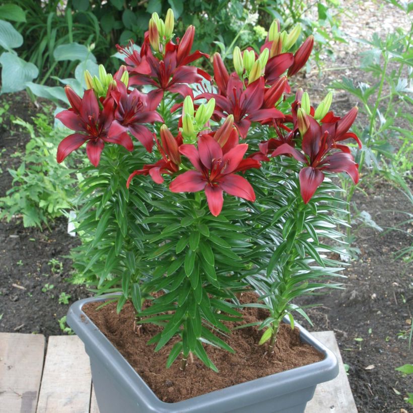 Lilium New red asiatic seedling (Plant habit)