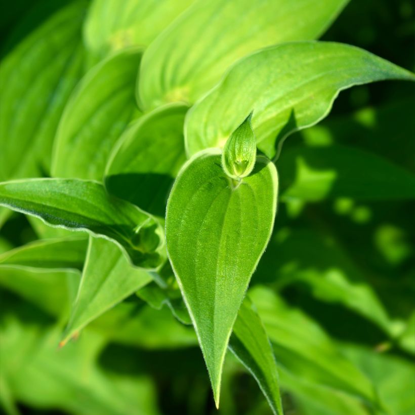 Tricyrtis hirta Albomarginata - Toad Lily (Foliage)