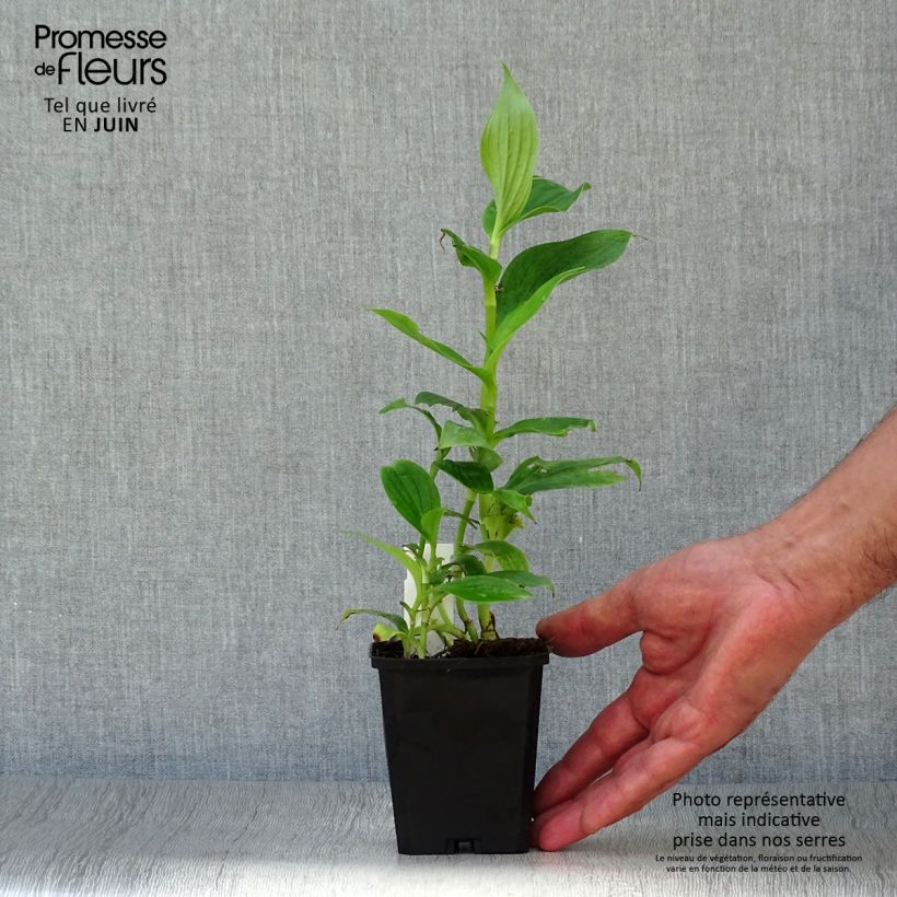 Tricyrtis hirta - Toad Lily 8/9 cm pot sample as delivered in summer