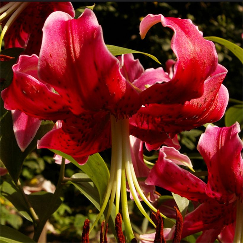 Lilium Miss Feya (Flowering)