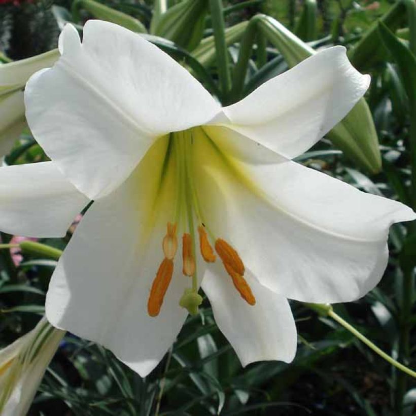 Lilium regale Album - Lily (Flowering)