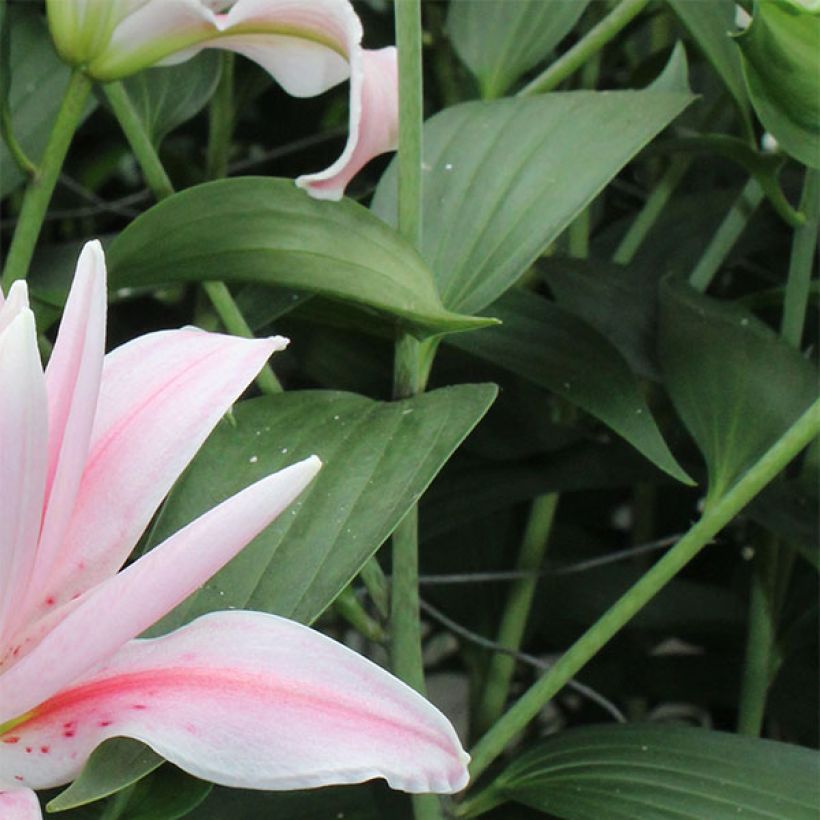 Lilium Broken Heart (Foliage)