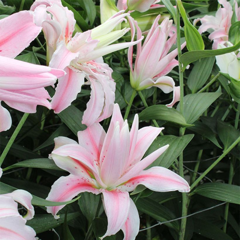 Lilium Broken Heart (Flowering)