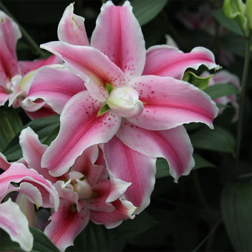 Lilium Distant Drum (Flowering)