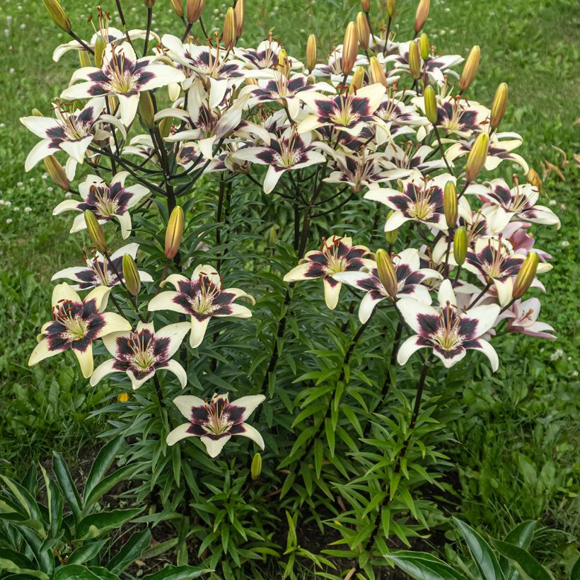 Lilium Netty's Pride (Plant habit)