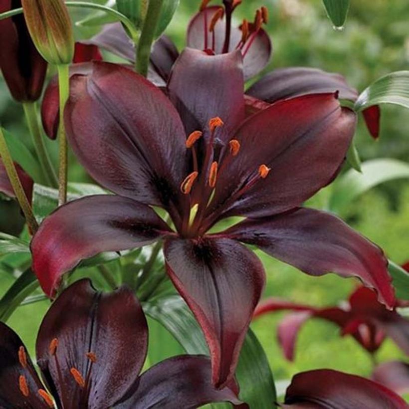 Lilium Mapira - Asiatic Lily (Flowering)