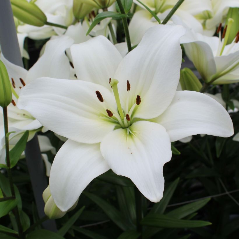 Lilium Navona (Flowering)