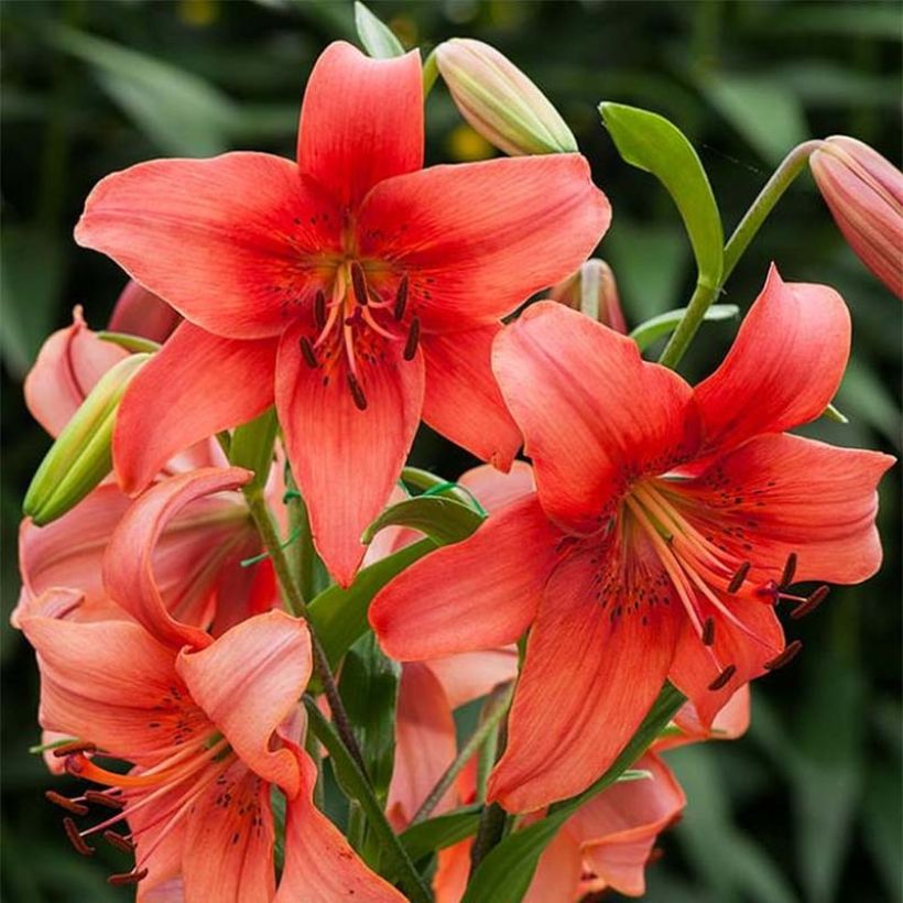 Lilium Pearl Loraine - Lily (Flowering)